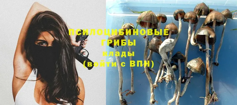 Галлюциногенные грибы Psilocybe  наркота  Алатырь 